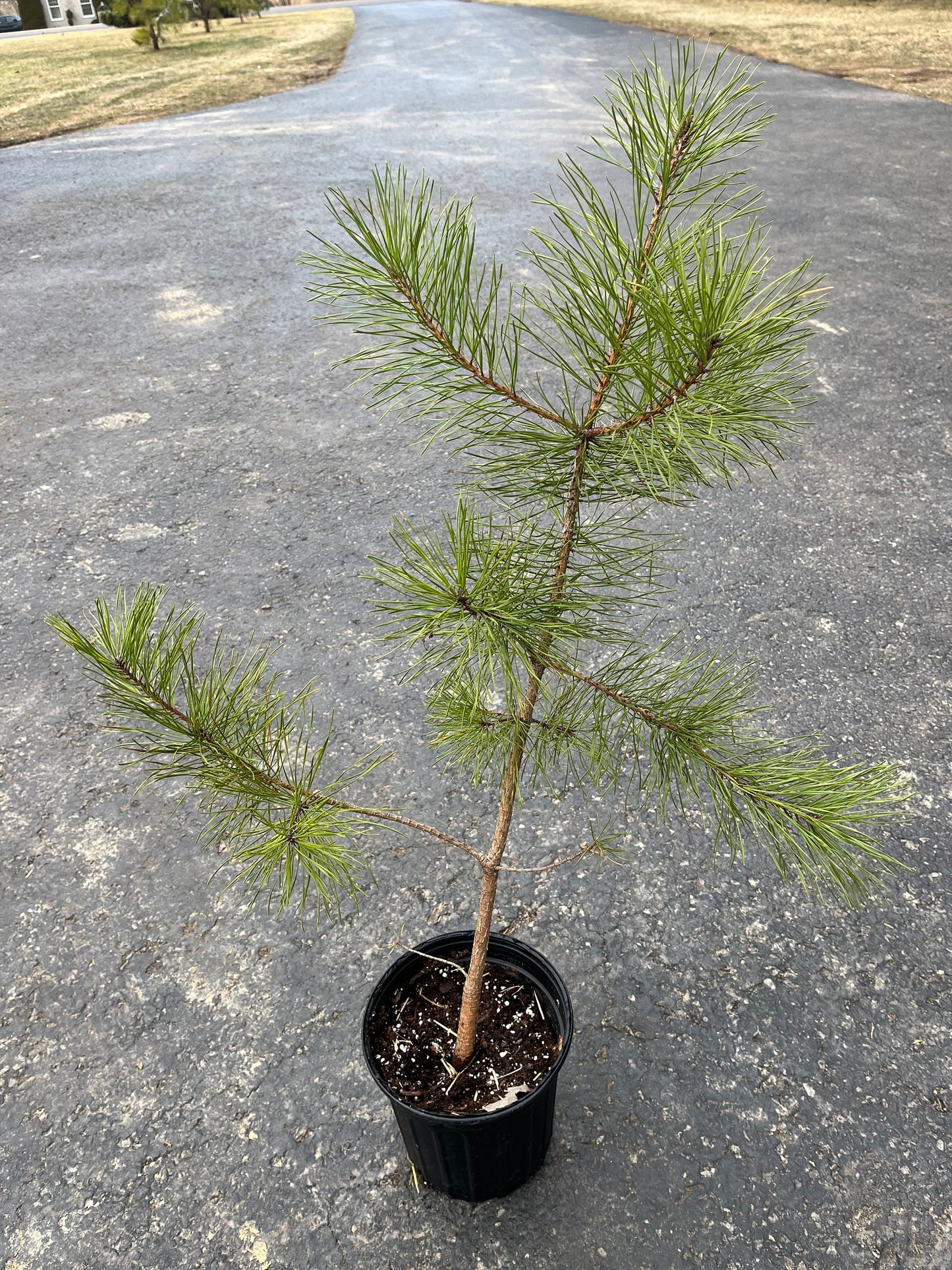 Pitch Pine Seedling - 1 to 3 Feet - Native - Rescues Available - Grown from Seed (Better and More Natural Quality) - Live Plant