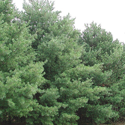 Eastern White Pine Seedling - Fast Growing - 1 Gallon size - Fast Growing Tree - Low Maintenance - 1 to 3 Feet - Soft Needles - Live Plant