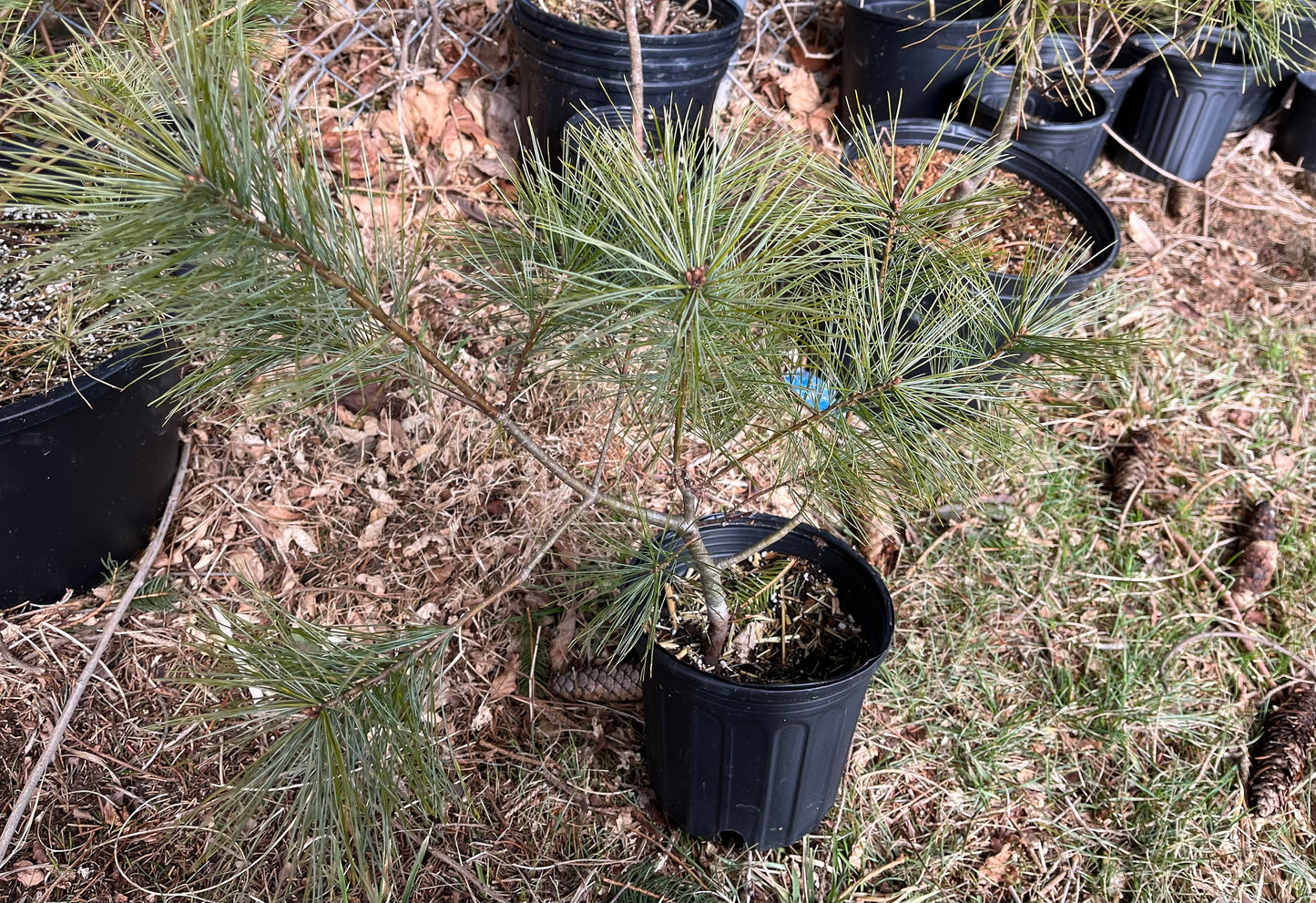 Eastern White Pine Seedling - Fast Growing - 1 Gallon size - Fast Growing Tree - Low Maintenance - 1 to 3 Feet - Soft Needles - Live Plant