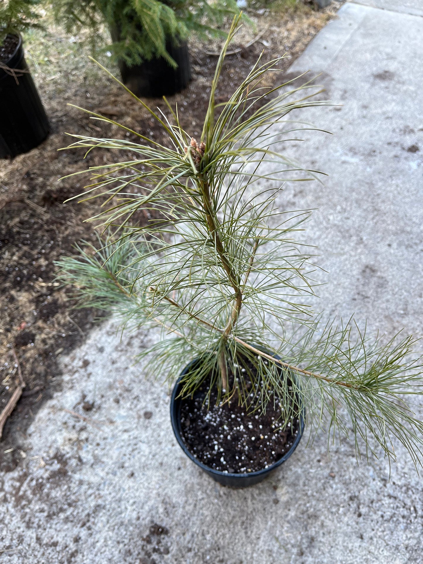 Eastern White Pine Seedling - Fast Growing - 1 Gallon size - Fast Growing Tree - Low Maintenance - 1 to 3 Feet - Soft Needles - Live Plant
