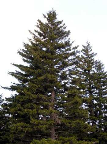 Red Spruce Seedlings - Picea Rubens - 1 Gallon Sized - Beautiful Barrier Evergreen - Live Plant