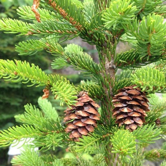 Red Spruce Seedlings - Picea Rubens - 1 Gallon Sized - Beautiful Barrier Evergreen - Live Plant