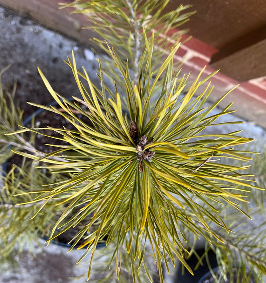 Table Mountain Pine Seedling - American Bonsai Tree - Extremely Rare - Long Living - Giant Silver Cones - Grown from Seed
