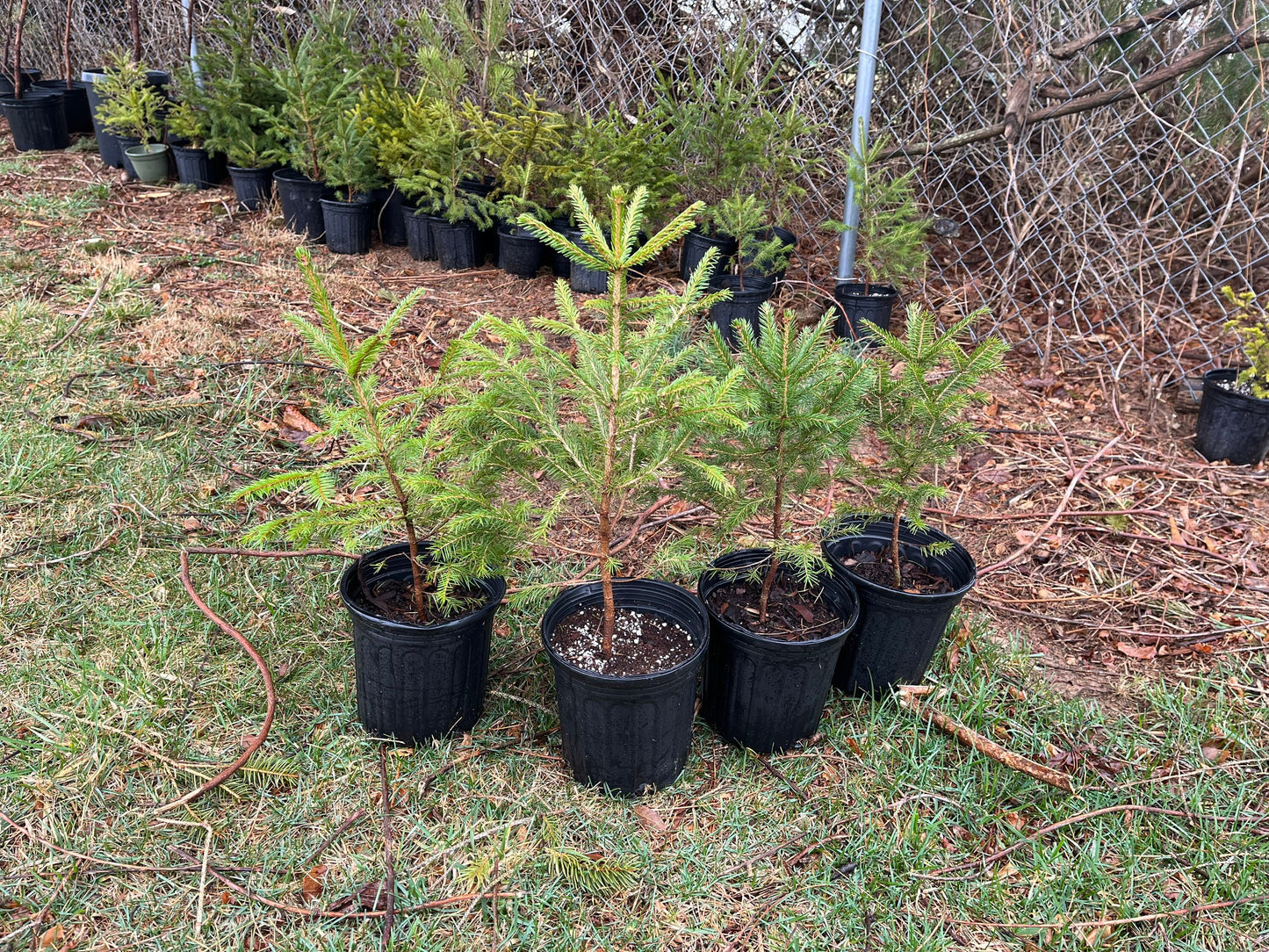 Red Spruce Seedlings - Picea Rubens - 1 Gallon Sized - Beautiful Barrier Evergreen - Live Plant