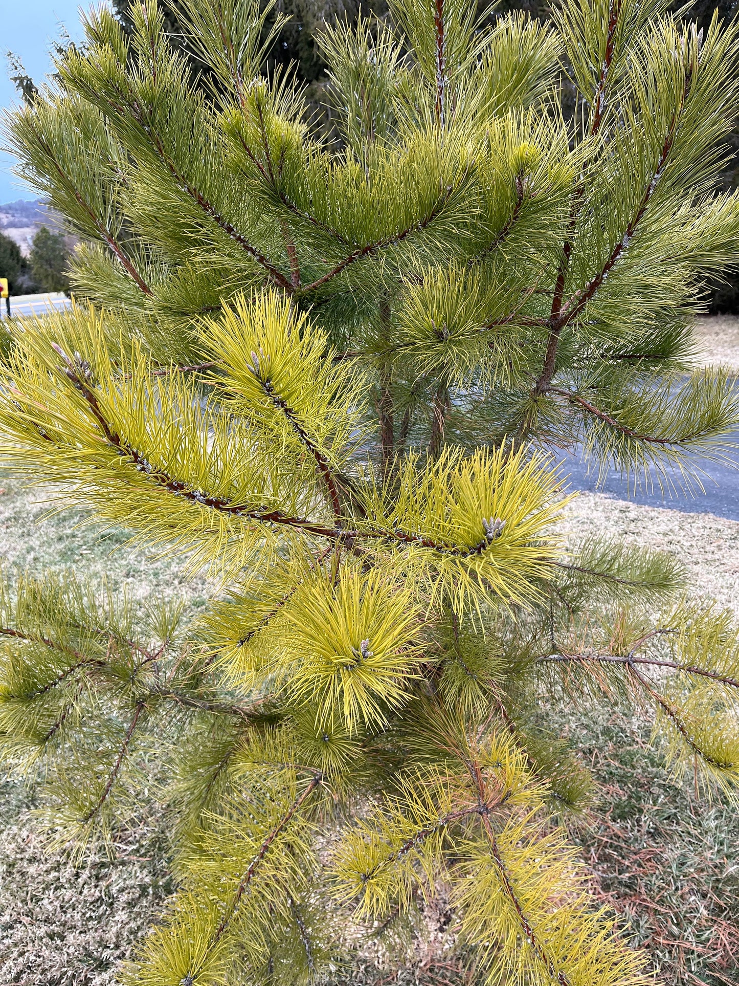 Pitch Pine Seedling - 1 to 3 Feet - Native - Rescues Available - Grown from Seed (Better and More Natural Quality) - Live Plant
