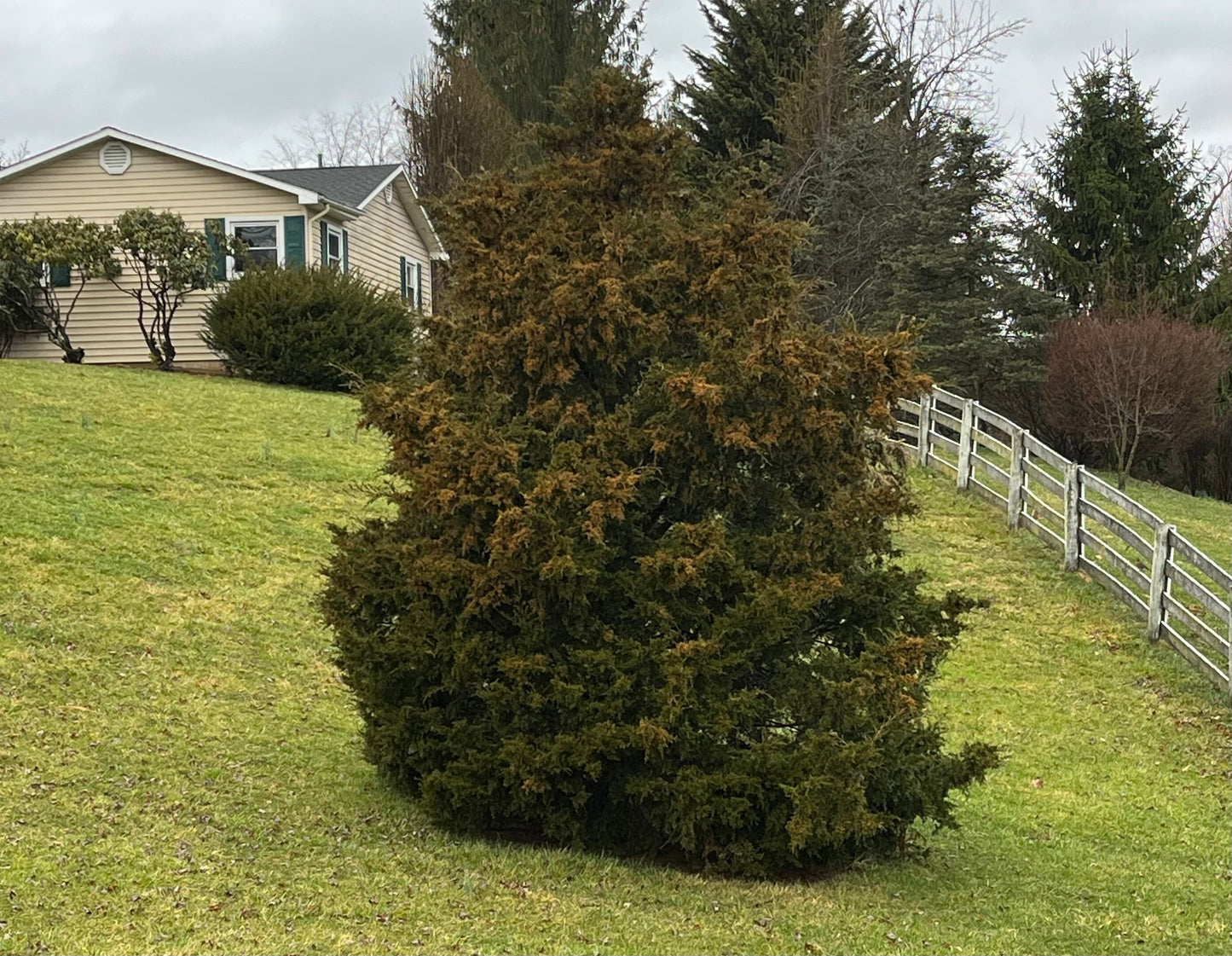 Eastern Red Cedar - Juniperus virginiana - Medium Sized Tree - Bonsai - Thrives in Poor Soil - Native and Natural Christmas Tree