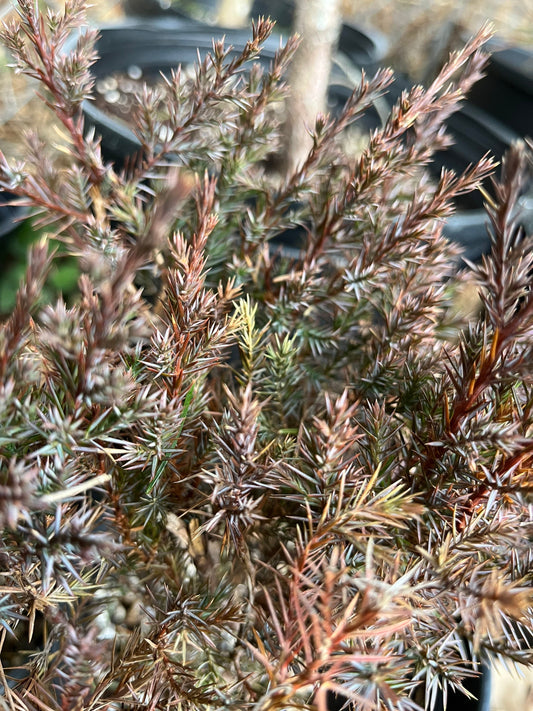 Eastern Red Cedar - Juniperus virginiana - Medium Sized Tree - Bonsai - Thrives in Poor Soil - Native and Natural Christmas Tree