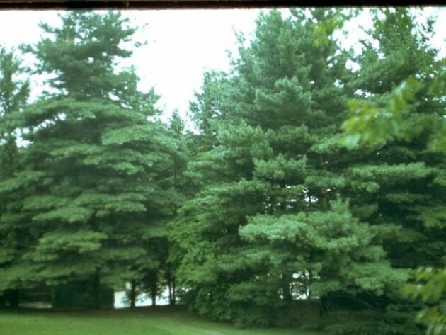 Eastern White Pine Seedling - Fast Growing - 1 Gallon size - Fast Growing Tree - Low Maintenance - 1 to 3 Feet - Soft Needles - Live Plant