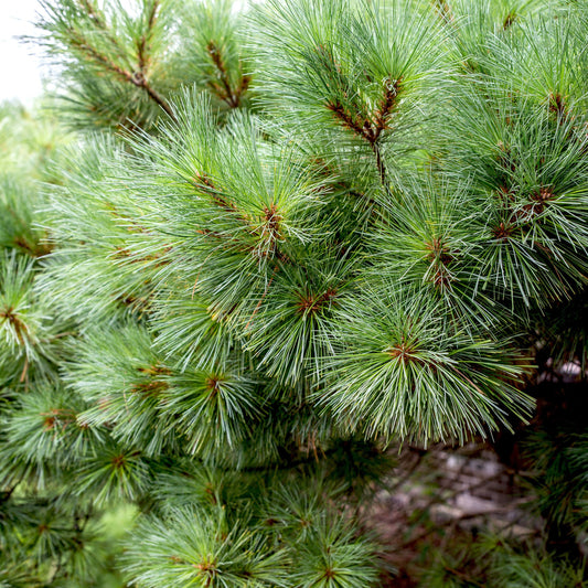 Eastern White Pine Seedling - Fast Growing - 1 Gallon size - Fast Growing Tree - Low Maintenance - 1 to 3 Feet - Soft Needles - Live Plant