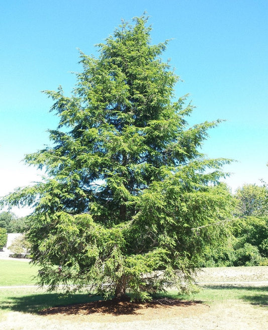 Canadian Hemlock Seedling - Eastern Hemlock - Tsuga Canadensis - 1 to 3 Feet Tall - Endemic - Rescues Available - Live Plant
