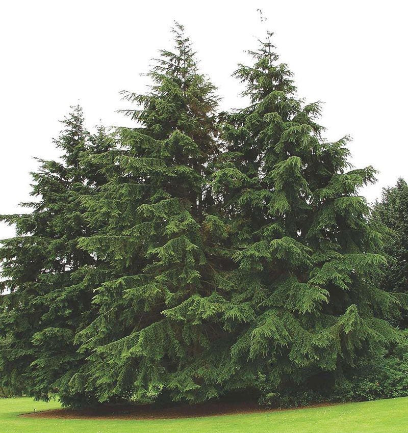 Canadian Hemlock Seedling - Eastern Hemlock - Tsuga Canadensis - 1 to 3 Feet Tall - Endemic - Rescues Available - Live Plant