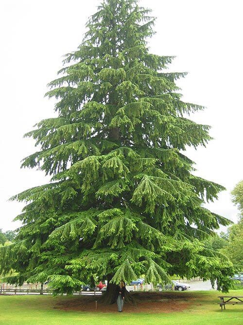 Canadian Hemlock Seedling - Eastern Hemlock - Tsuga Canadensis - 1 to 3 Feet Tall - Endemic - Rescues Available - Live Plant