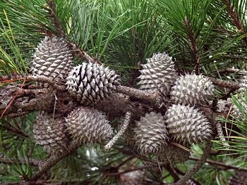 Table Mountain Pine Seedling - American Bonsai Tree - Extremely Rare - Long Living - Giant Silver Cones - Grown from Seed