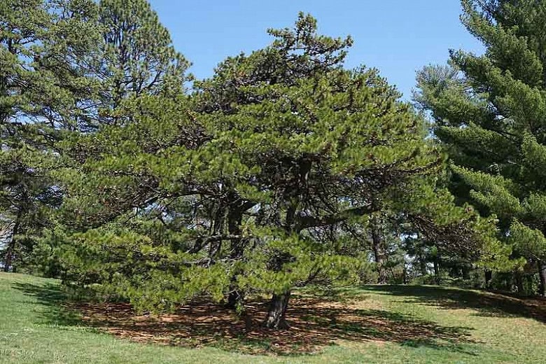 Table Mountain Pine Seedling - American Bonsai Tree - Extremely Rare - Long Living - Giant Silver Cones - Grown from Seed