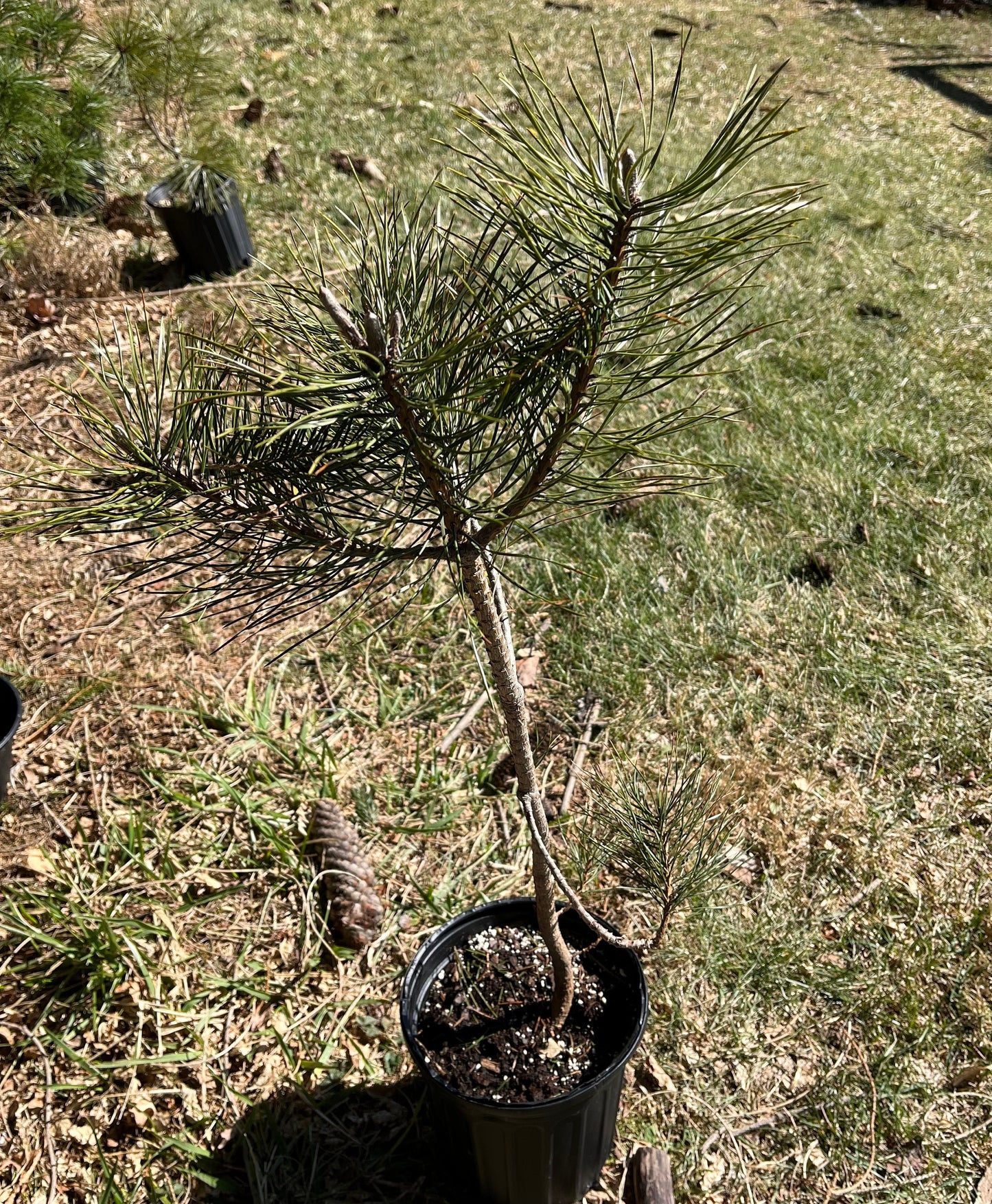 Table Mountain Pine Seedling - American Bonsai Tree - Extremely Rare - Long Living - Giant Silver Cones - Grown from Seed