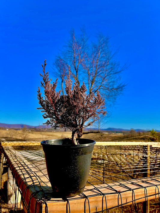 Eastern Red Cedar - Juniperus virginiana - Medium Sized Tree - Bonsai - Thrives in Poor Soil - Native and Natural Christmas Tree