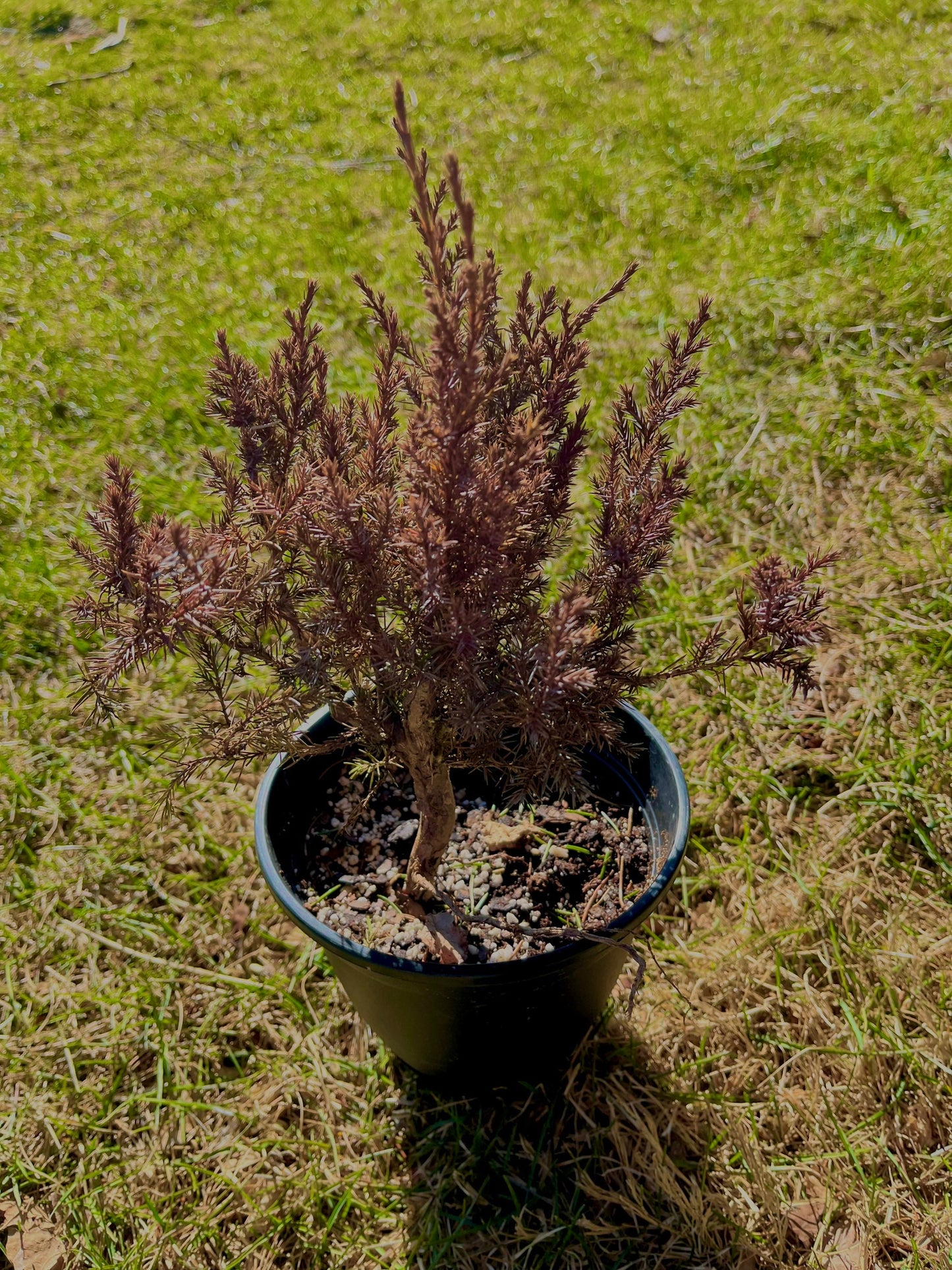 Eastern Red Cedar - Juniperus virginiana - Medium Sized Tree - Bonsai - Thrives in Poor Soil - Native and Natural Christmas Tree