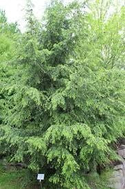 Canadian Hemlock Seedling - Eastern Hemlock - Tsuga Canadensis - 1 to 3 Feet Tall - Endemic - Rescues Available - Live Plant