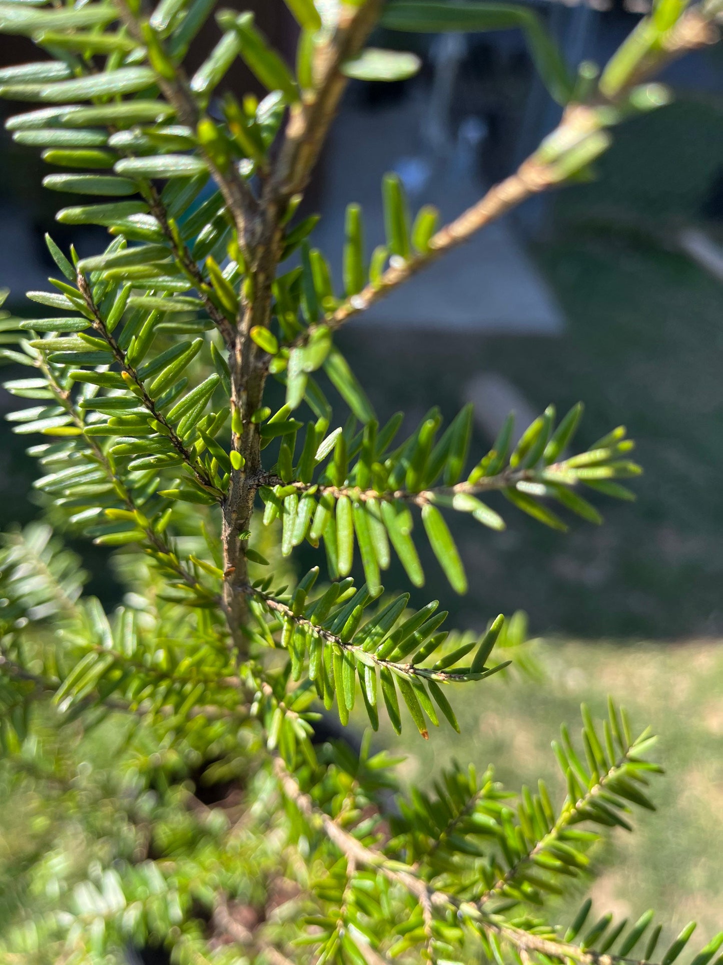 Canadian Hemlock Seedling - Eastern Hemlock - Tsuga Canadensis - 1 to 3 Feet Tall - Endemic - Rescues Available - Live Plant