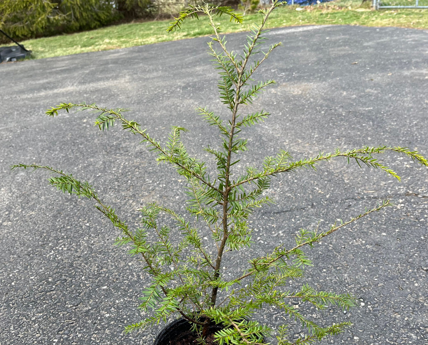 Canadian Hemlock Seedling - Eastern Hemlock - Tsuga Canadensis - 1 to 3 Feet Tall - Endemic - Rescues Available - Live Plant