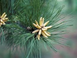 Shortleaf Pine Seedling - 1 Gallon Size - Between 1 and 3 Feet Tall - Rare and Disappearing Pine - Native - Rescues Available