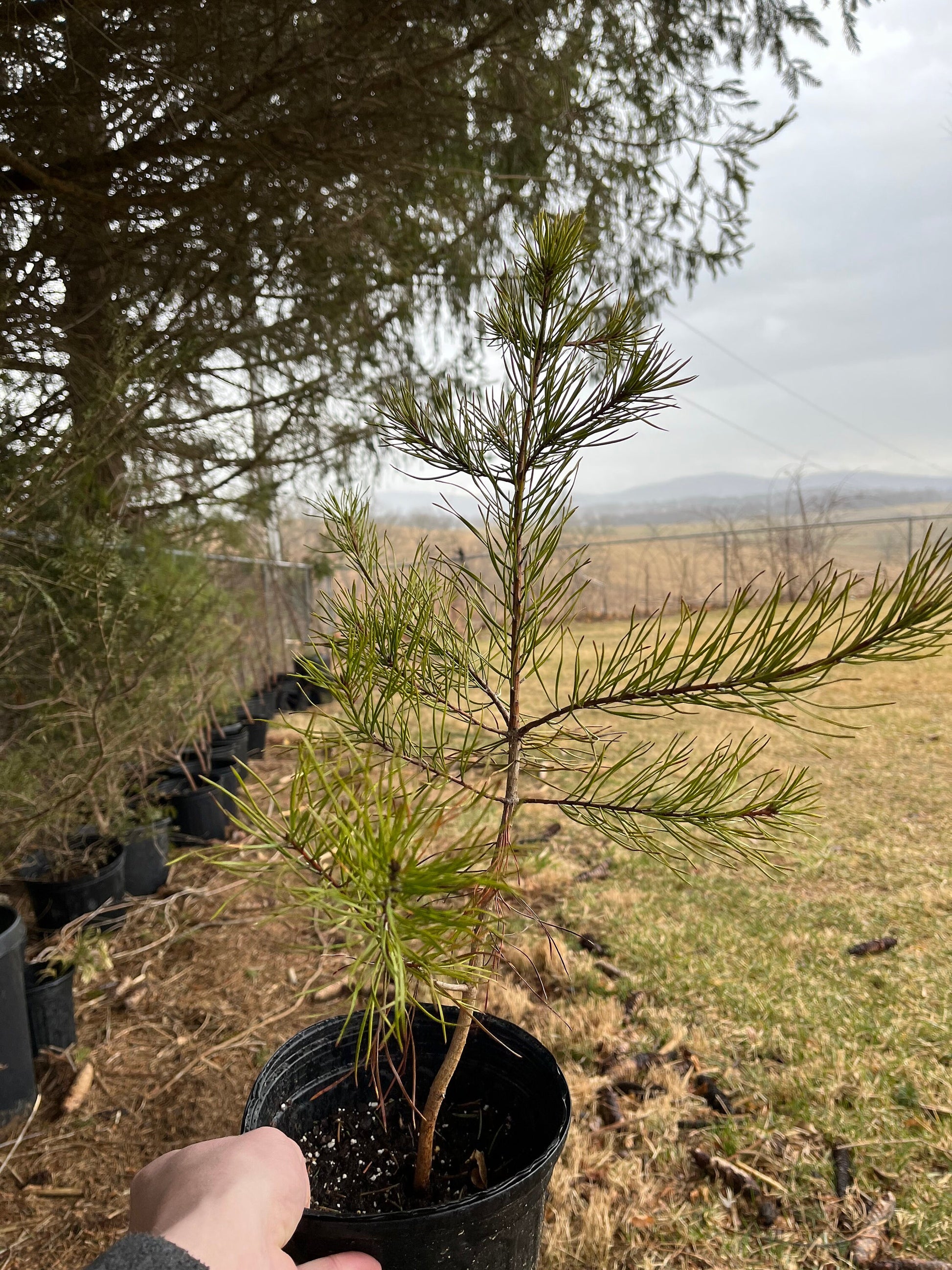 Pine Tree Sapling
