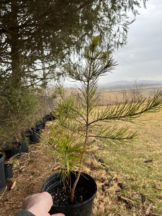 Virginia Pine Seedling - 1 Gallon Seedling - Native - Hearty - Thrives in Poor Soil