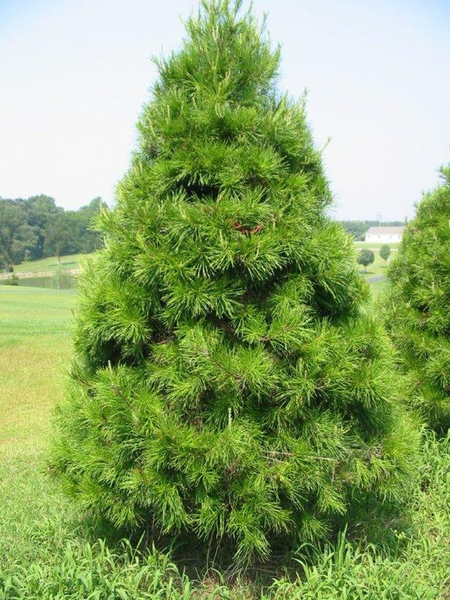 Virginia Pine Seedling - 1 Gallon Seedling - Native - Hearty - Thrives in Poor Soil