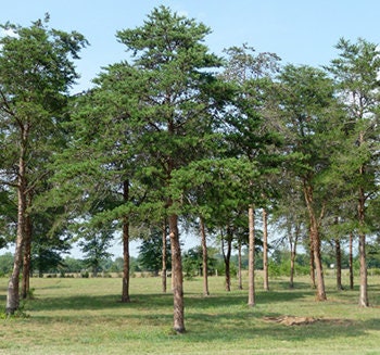 Virginia Pine Seedling - 1 Gallon Seedling - Native - Hearty - Thrives in Poor Soil