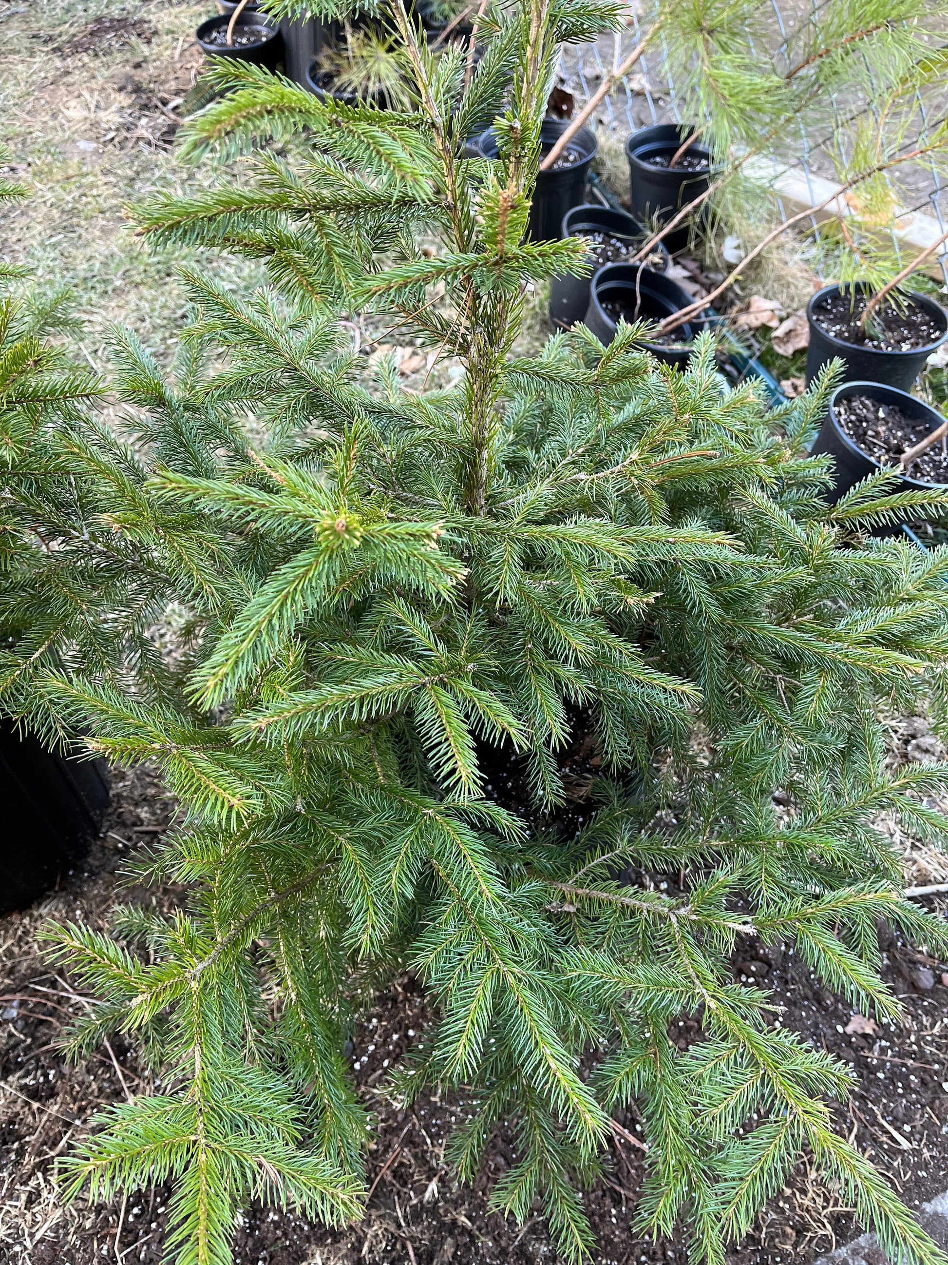 Red Spruce Seedlings Picea Rubens 1 Gallon Sized Beautiful Barri red-spruce-seedlings-picea-rubens-1-gallon-sized-beautiful-barri