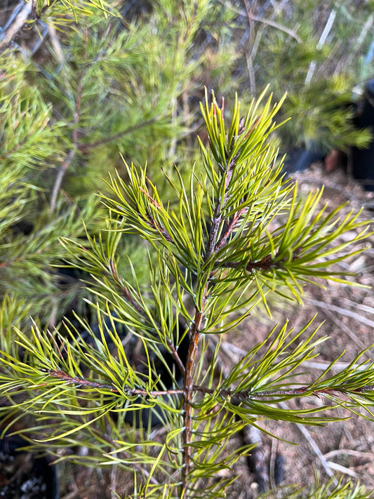 Virginia Pine Seedling - 1 Gallon Seedling - Native - Hearty - Thrives in Poor Soil