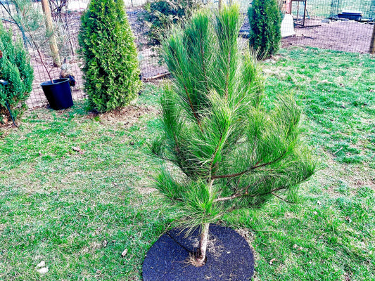 RED PINE SEEDLING - Pinus Resinosa - Norway Pine - 3 year old seedling - Rescues Available by Request