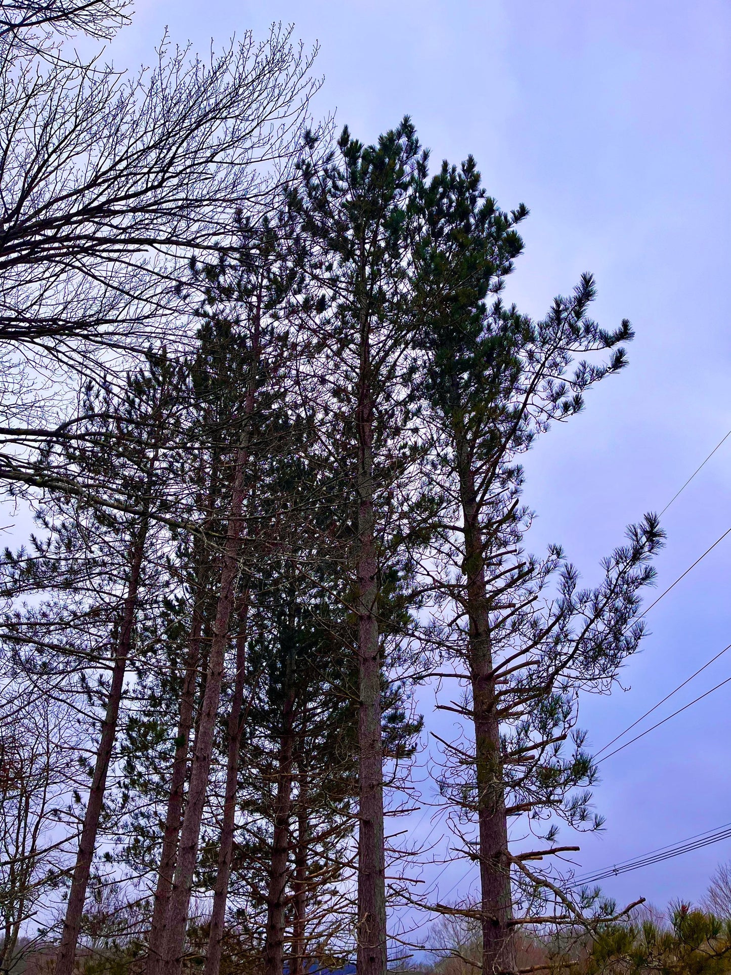 RED PINE SEEDLING - Pinus Resinosa - Norway Pine - 3 year old seedling - Rescues Available by Request