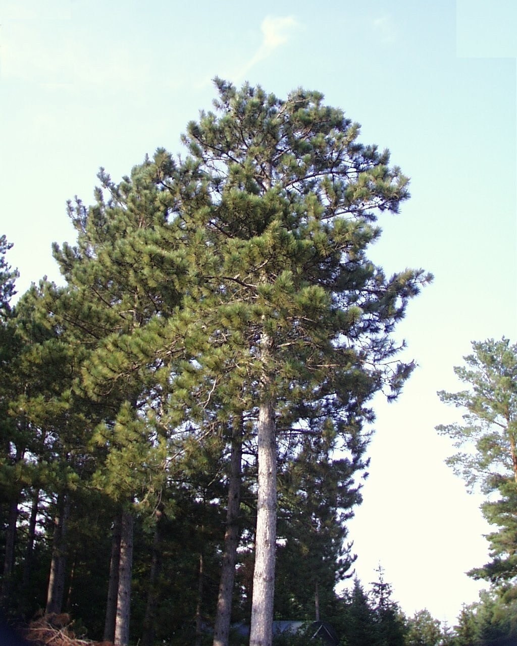 RED PINE SEEDLING - Pinus Resinosa - Norway Pine - 3 year old seedling - Rescues Available by Request