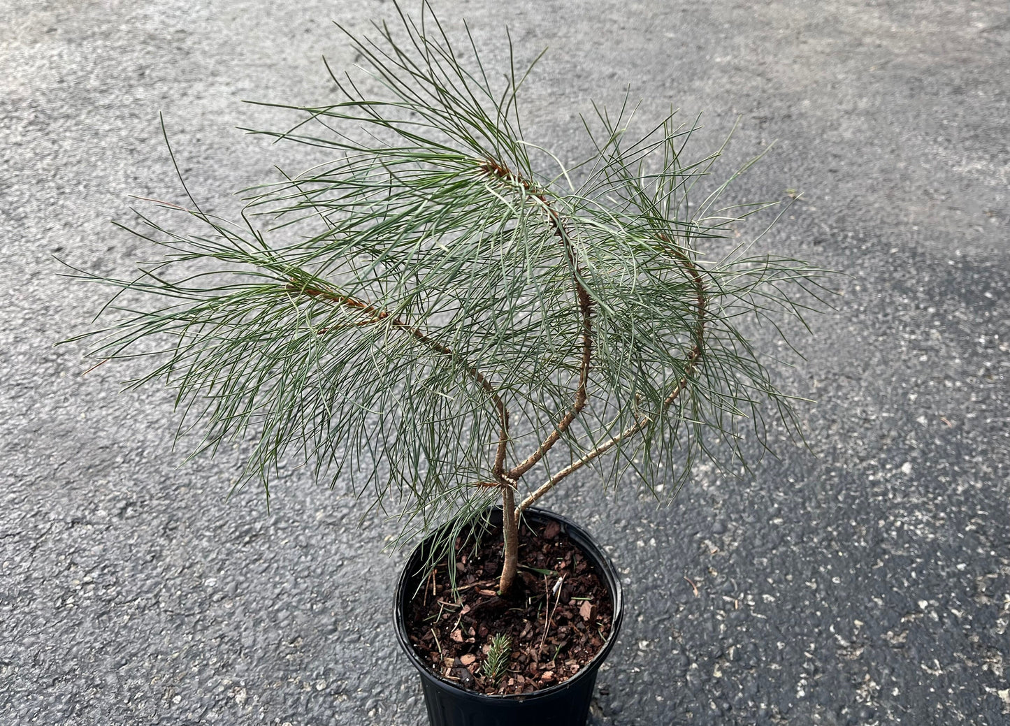 RED PINE SEEDLING - Pinus Resinosa - Norway Pine - 3 year old seedling - Rescues Available by Request