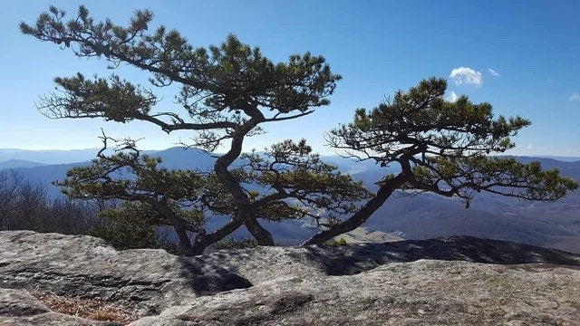 TABLE MOUNTAIN PINE 20 seeds - Extremely Rare - Highly saught by Bonsai growers - Obtained from mature stand - Pinus Pungeons