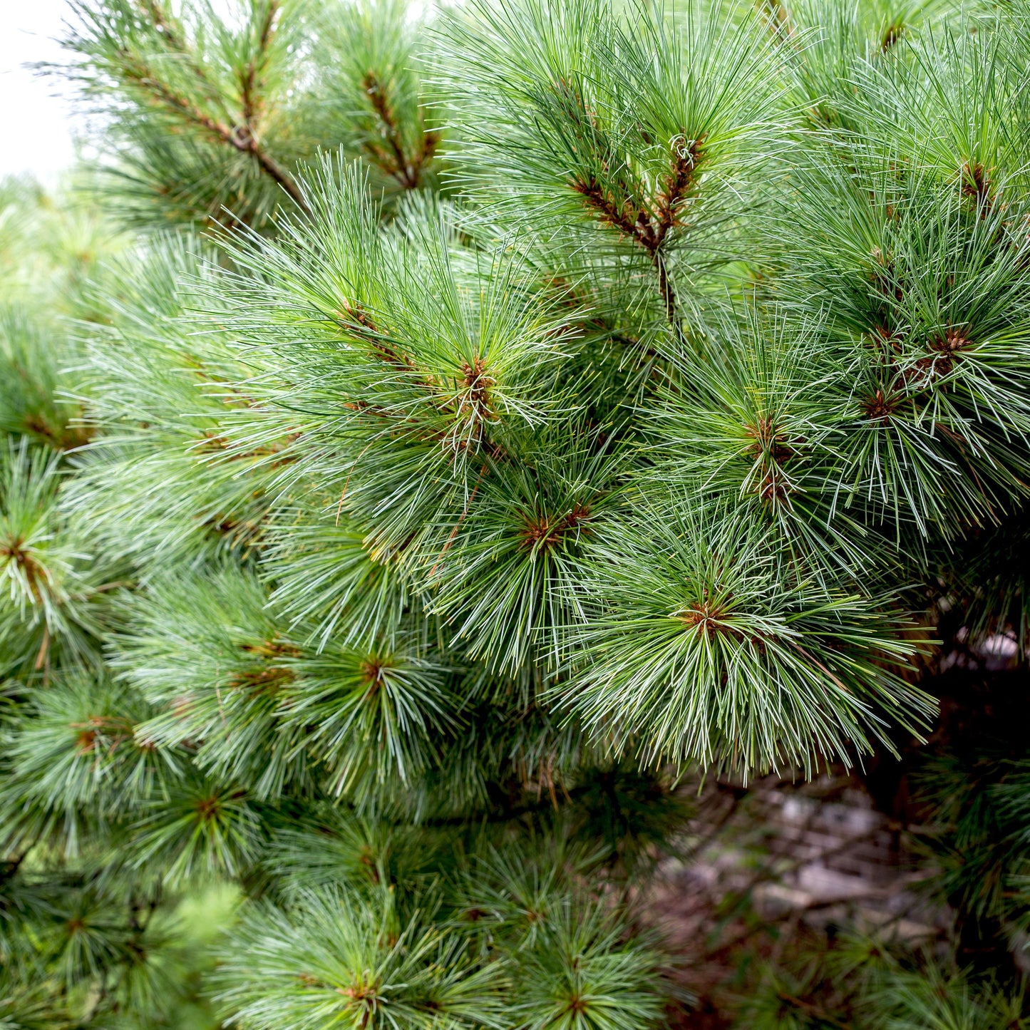 Eastern White Pine Seedling - Fast Growing - 1 Gallon size - Fast Growing Tree - Low Maintenance - 1 to 3 Feet - Soft Needles - Live Plant