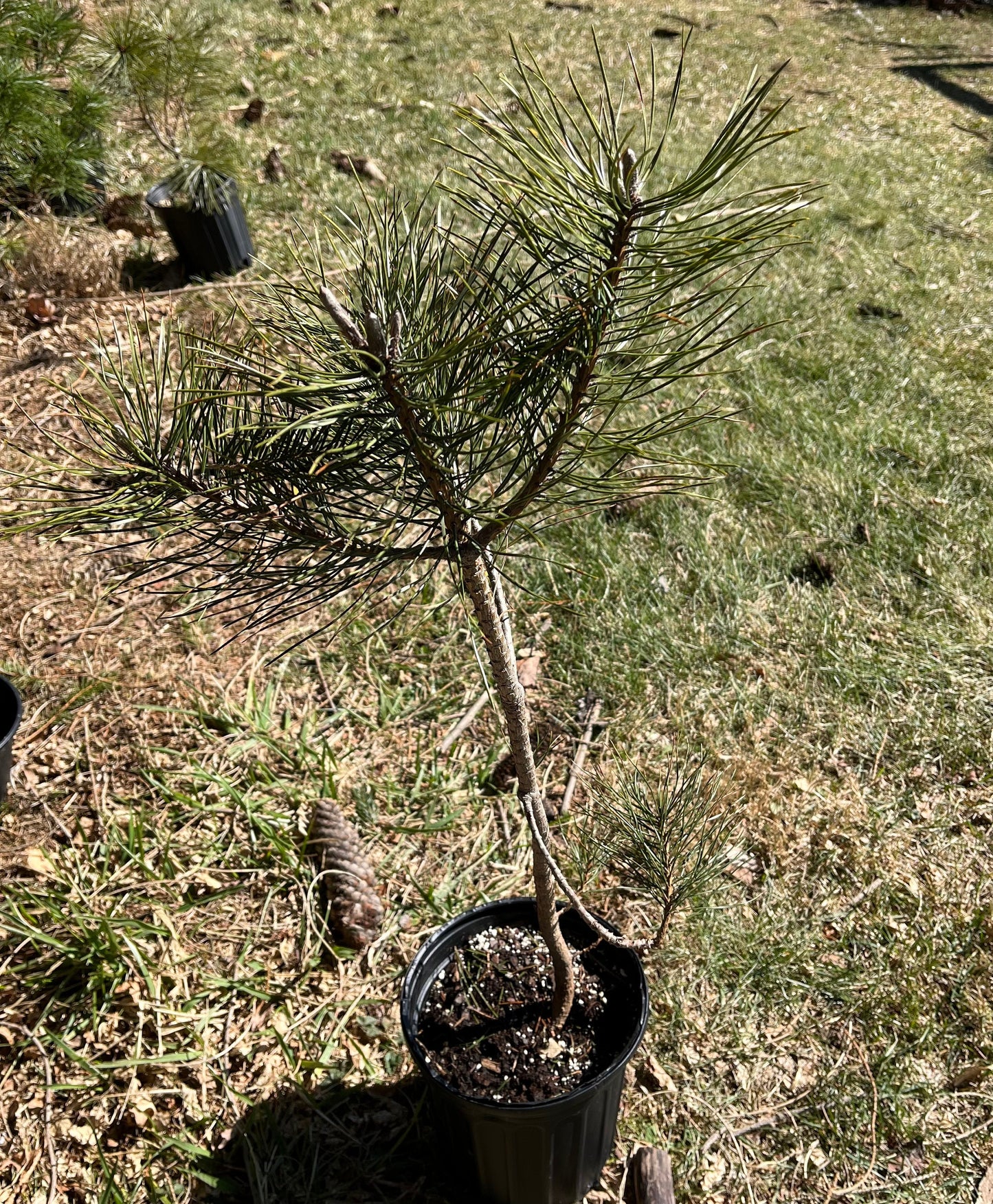 Table Mountain Pine Seedling - American Bonsai Tree - Extremely Rare - Long Living - Giant Silver Cones -  Grown from Seed