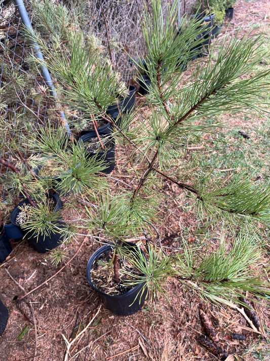 Shortleaf Pine Seedling - 1 Gallon Size - Between 1 and 3 Feet Tall - Rare and Disappearing Pine - Native - Rescues Available