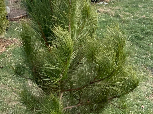 RED PINE SEEDLING - Pinus Resinosa - Norway Pine - 3 year old seedling - Rescues Available by Request