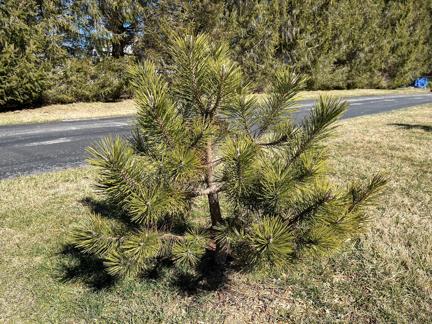 TABLE MOUNTAIN PINE 20 seeds - Extremely Rare - Highly saught by Bonsai growers - Obtained from mature stand - Pinus Pungeons