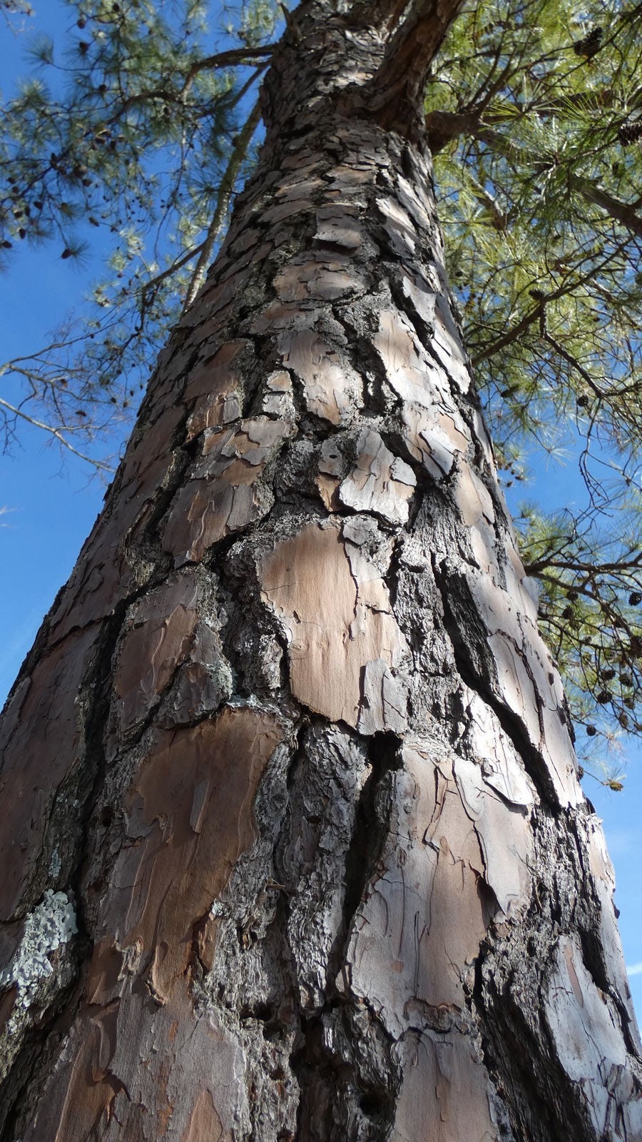 Loblolly Pine Seedling - Pinus taeda - Yellow Pine - Live Plant - Very Fast Growing - Excellent Shade and Privacy Tree