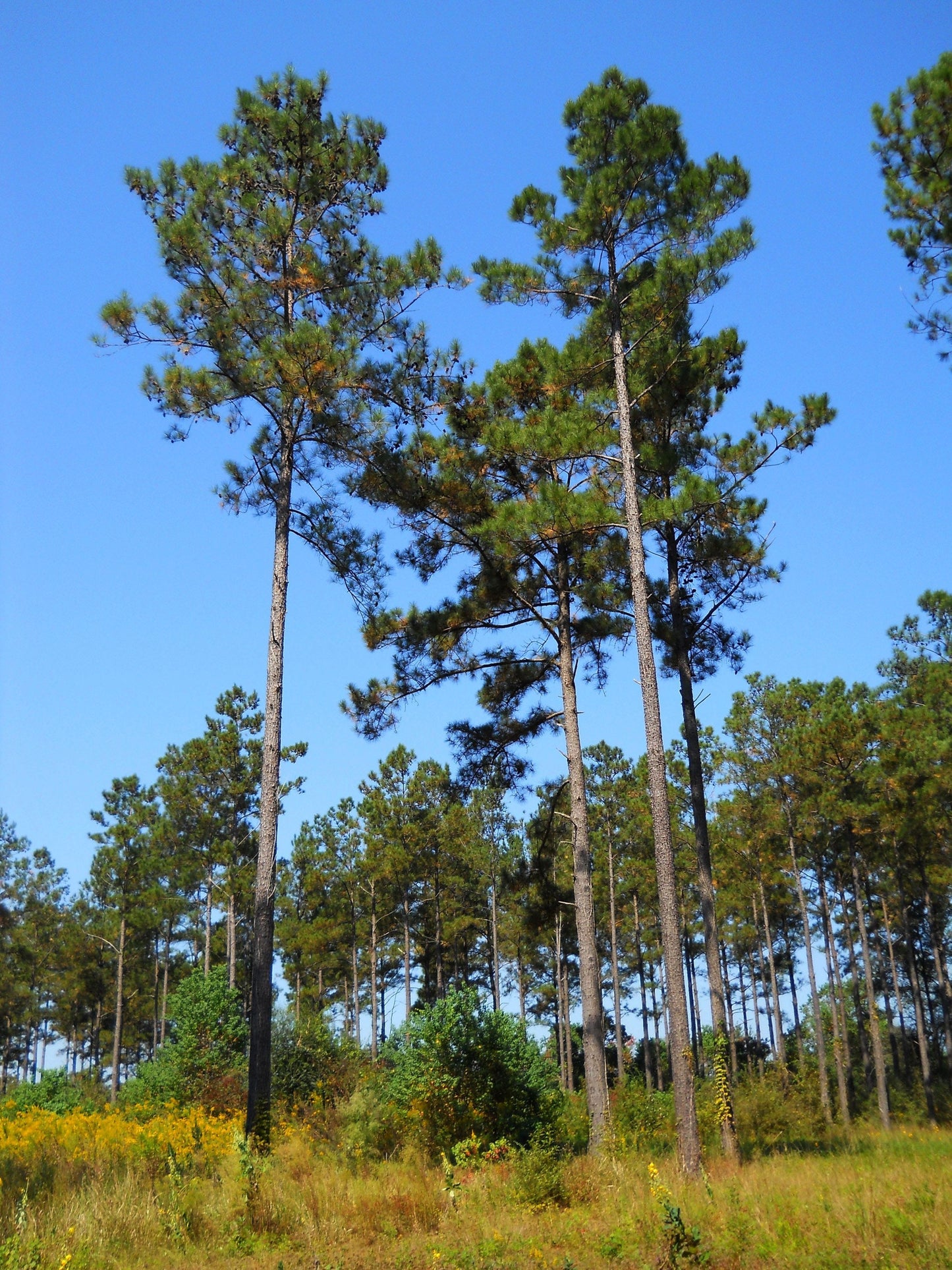 Loblolly Pine Seedling - Pinus taeda - Yellow Pine - Live Plant - Very Fast Growing - Excellent Shade and Privacy Tree