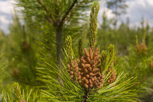 Loblolly Pine Seedling - Pinus taeda - Yellow Pine - Live Plant - Very Fast Growing - Excellent Shade and Privacy Tree