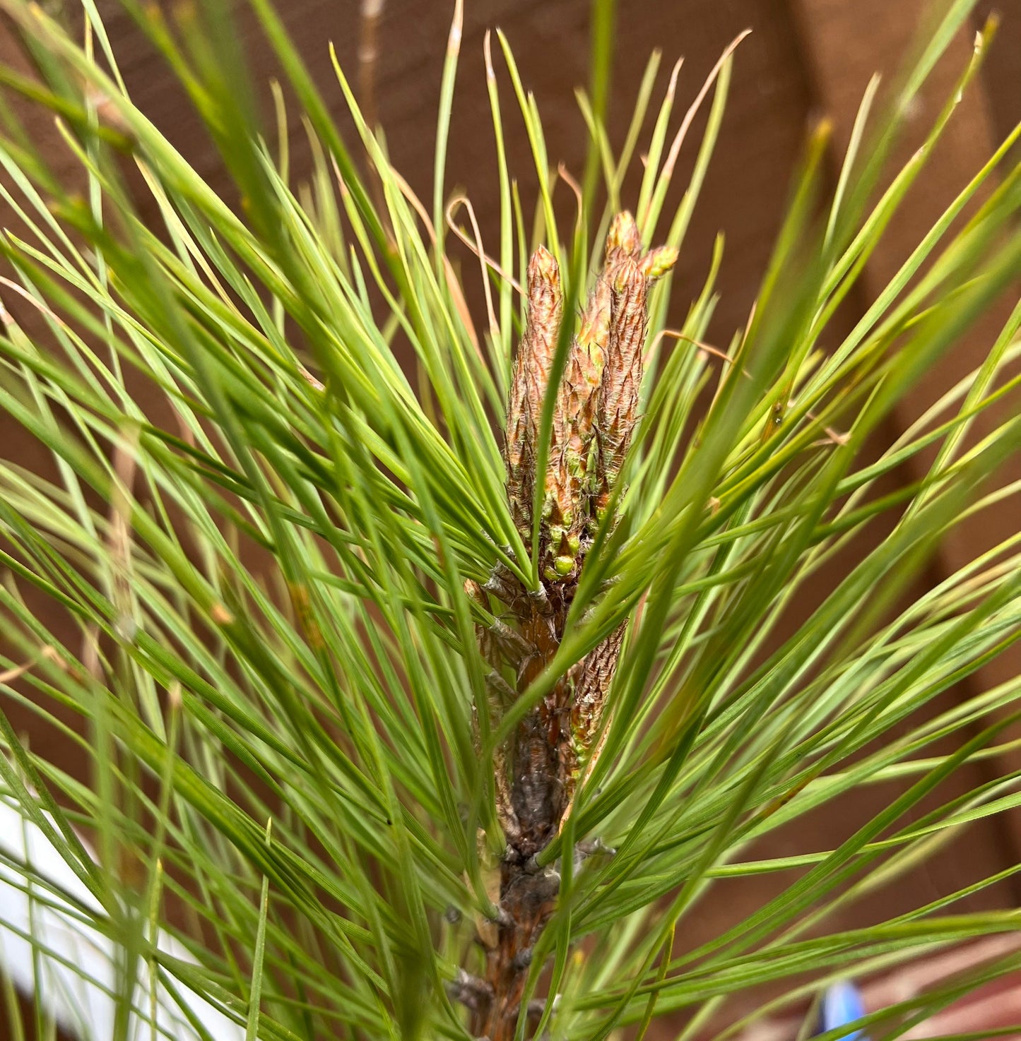 Loblolly Pine Seedling - Pinus taeda - Yellow Pine - Live Plant - Very Fast Growing - Excellent Shade and Privacy Tree