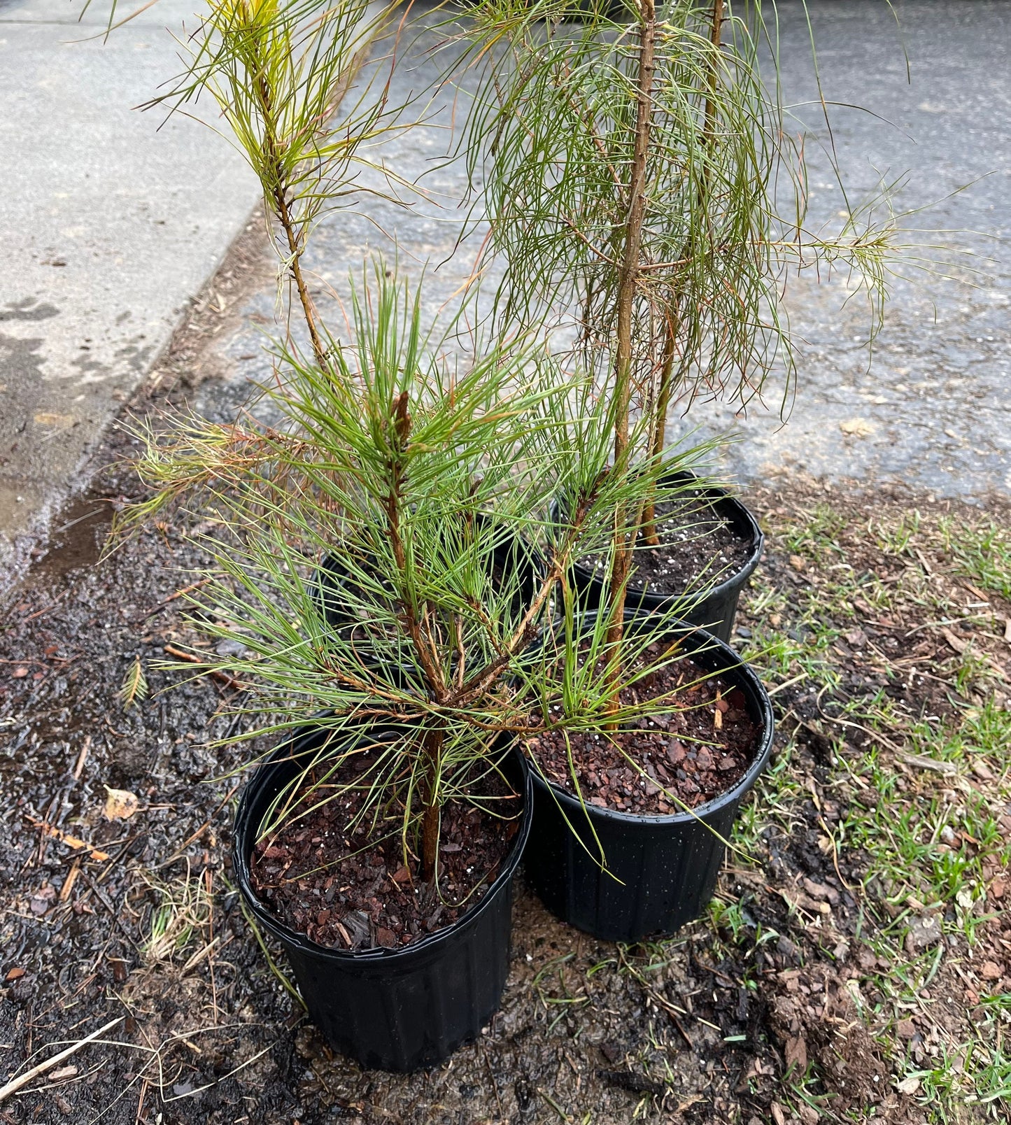 Loblolly Pine Seedling - Pinus taeda - Yellow Pine - Live Plant - Very Fast Growing - Excellent Shade and Privacy Tree